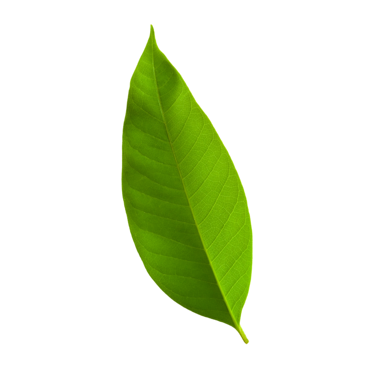 feuille